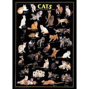 Safaris Laminated Cats Poster 