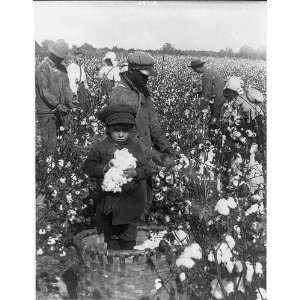  African Americans,Caucasians,picking cotton,NC