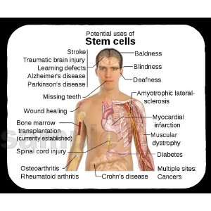  Stem Cell Potential Uses Mouse Pad 