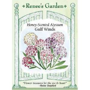  Alyssum   Gulf Winds Seeds Patio, Lawn & Garden