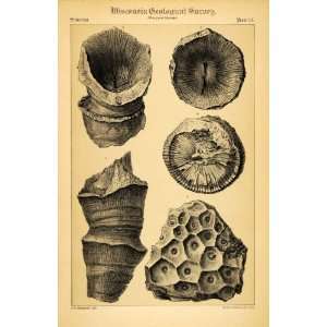  1882 Strombodes Pentagonus Omphyma Fossils Wisconsin 