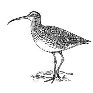   inch Acrylic Fridge Magnet Line Drawing Curlew