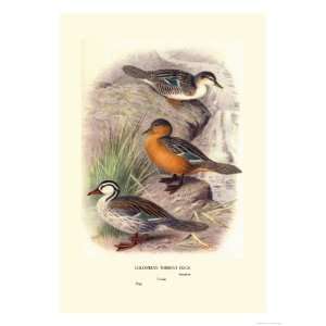 Colombian Torrent Ducks Giclee Poster Print by Henrick Gronvold, 12x16