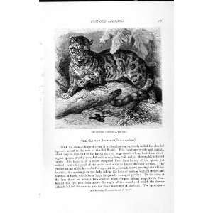    NATURAL HISTORY 1893 94 CLOUDED LEOPARD WILD ANIMAL