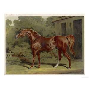 Great Grandson of Darley Arabian Raced 1769 1770 in 18 Races All of 