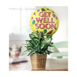 Flowers by 1800Flowers   Get Well Green Plant with Balloon   Large 