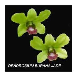 Dendrobium Burana Charming  Grocery & Gourmet Food