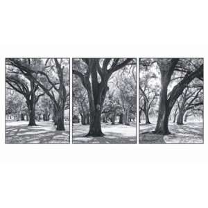  Oak Tree Study Finest LAMINATED Print Boyce Watt 39x23 