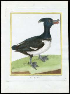 1780 MARTINET BUFFON OISEAU HAND COLOR COPPER PLATE BIRD PRINT DUCK LE 