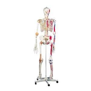  3B Scientific Sam the Super Skeleton Health & Personal 
