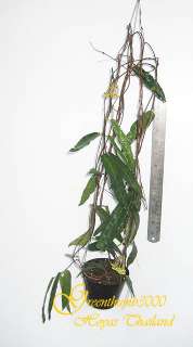 Hoya hypolasia Rare Plant Blooming Size 1 Pot  