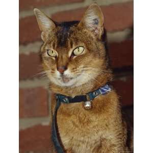  Domestic Abyssinian Cat with Yellow Green Eyes Wearing a 