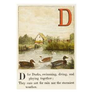  D   for Ducks, Swimming, Diving, and Playing Together 