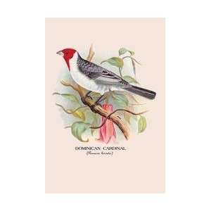  Dominican Cardinal 24x36 Giclee