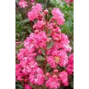  WHITCOMB CRAPEMYRTLE RASPBERRY SUNDAE / 2 gallon Potted 