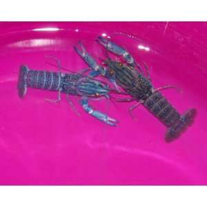  2 Live Electric Blue Crayfish 