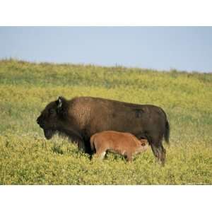 Bison (Bison Bison) Mother Nursing Calf, Theodore Roosevelt National 