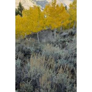  Sage and Aspen, Limited Edition Photograph, Home Decor 