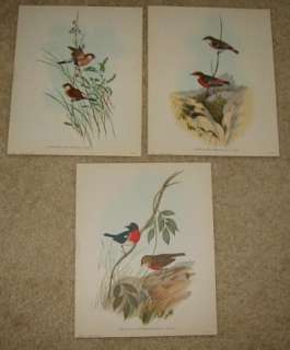 Old 1940s J. GOULD   BIRD PRINTS. 8x10 all in Excellent condition 