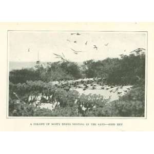  1915 Homing Birds Pigeons Terns Bird Key K S Lashley 