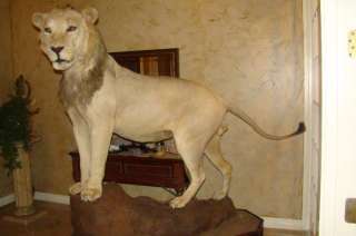 World Record African Lion Taxidermy Trophy  