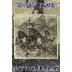   Card Vintage Natural History Image A Drove of Vicunias