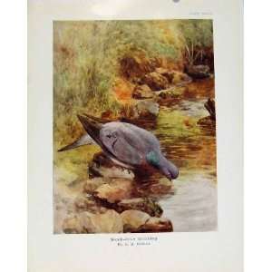  Sporting Birds Stock Dove Drinking By Collins Old Print 