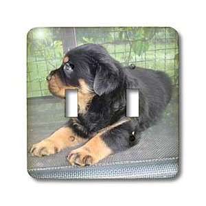  Taiche Photography   Dog Rottweiler Puppy   Light Switch 