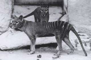 Niue 2011 Tasmanian Tiger, Wolf or Thylacine 75th Anniv  