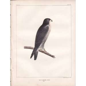  1855 Color Lithograph of A Black Headed Falcon Everything 