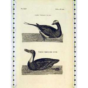    Antique Print Long Tailed White Throated Duck Birds