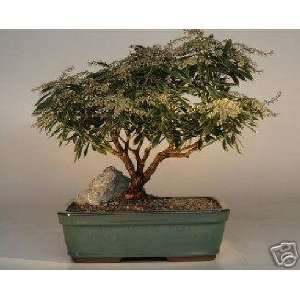 2CHIXGIFTS WHITE FLOWERING ANDROMEDA BONSAI TREE  Grocery 