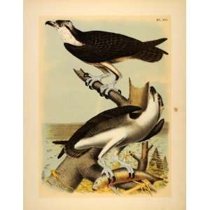  1881 Chromolithograph Fish Sea Hawk Osprey Eagle Bird 