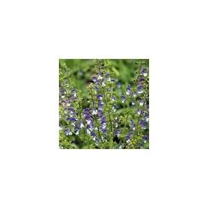  Salvia Madeline PP#20,456 Perennial Plant Patio, Lawn 