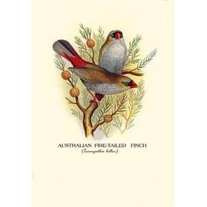 Australian Fire Tailed Finch   Paper Poster (18.75 x 28.5)  