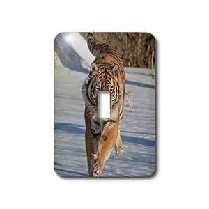  VWPics Tiger   Siberian Tiger running in the snow   Light 