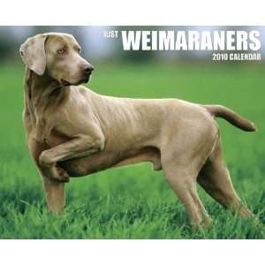  Weimaraners 2010 Wall Calendar