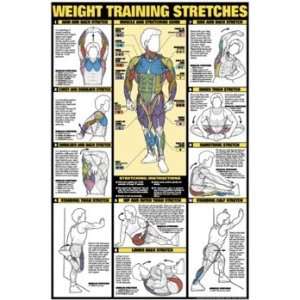  Weight Training Stretches 24 X 36 Laminated Chart 