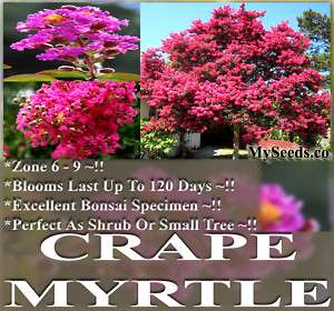 CRAPE MYRTLE Lagerstroemia indica Tree Seeds BLOOM DAYS  