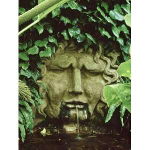  Waterspout,Mask of Apollo Hedera Colchica, Gunnera Myles 