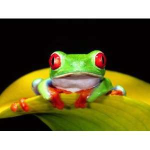  Red Eye Tree Frog, Native to Central America Stretched 