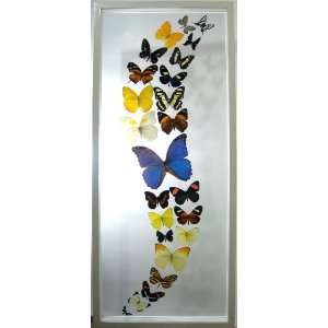  The Rio Rico Mounted Butterfly Art Home Decor Everything 