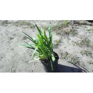  Agapanthus Lily of the Nile Live Plant Ground Cover 8 