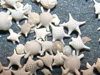 Twinke Sea Ocean Little Star Shell Sands Gift Bottle  