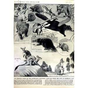  1952 AUSTRALIA MAMMALS WALLABY WOMBAT KANGAROO TIGER
