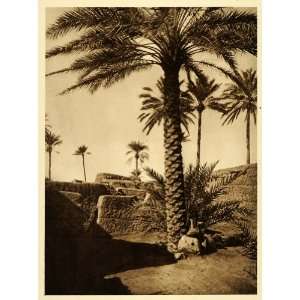  1925 Village Tigris River Houses Palm Tree Mesopotamia 
