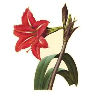    Wall Hugs Vintage Red Amaryllis Flower Wall Decal