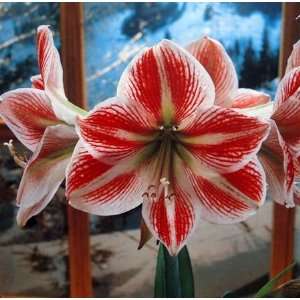  One Amaryllis Prince Carnaval Patio, Lawn & Garden