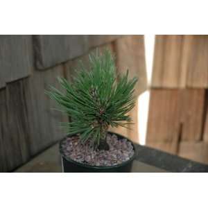   Pinus Leucodermis Schmidtii   Bosnian Pine Tree Patio, Lawn & Garden