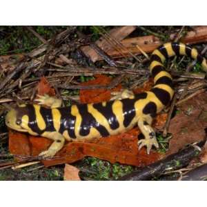 Barred Tiger Salamander (Ambystoma Mavoritum). Arizona, USA Stretched 